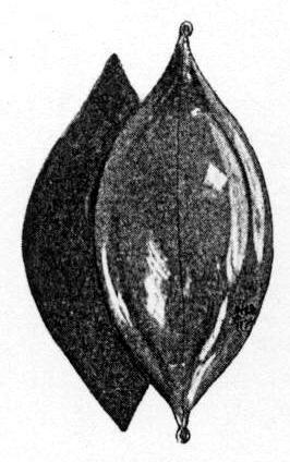 Tesla filamentless bulb used in high-frequency experiments