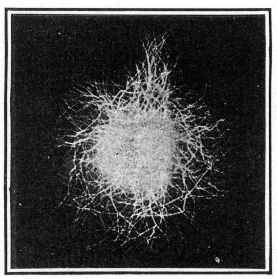 Autograph of an electric spark