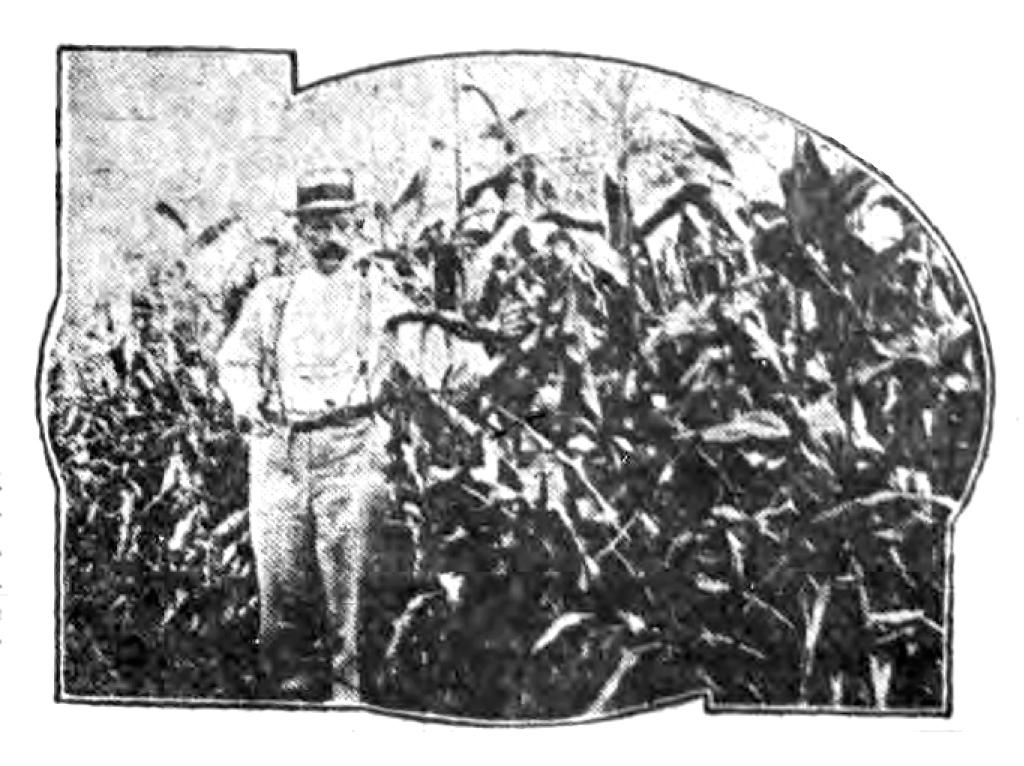 Corn on the Electrical Farm
