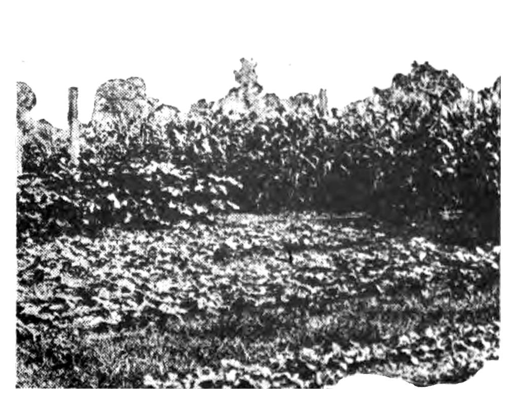 Flourishing Crops