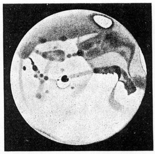 How mars looks on the photographer's plate