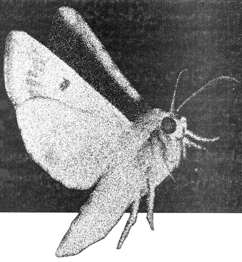 A moth photo from an article on insects and EMR