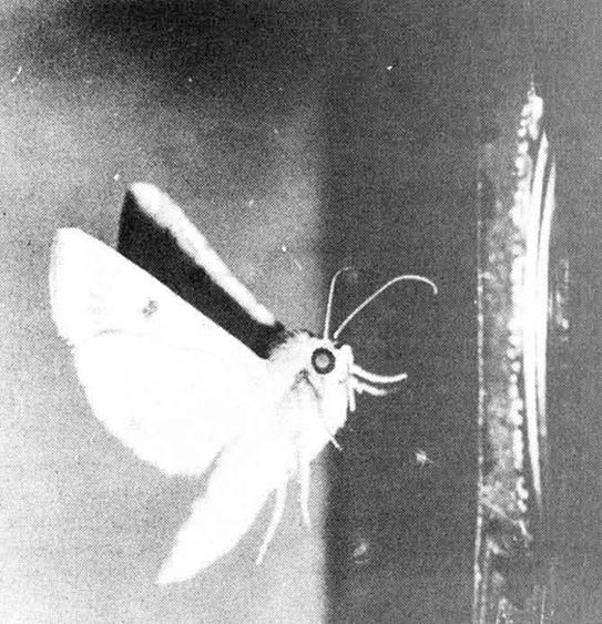 The corn earworm moth