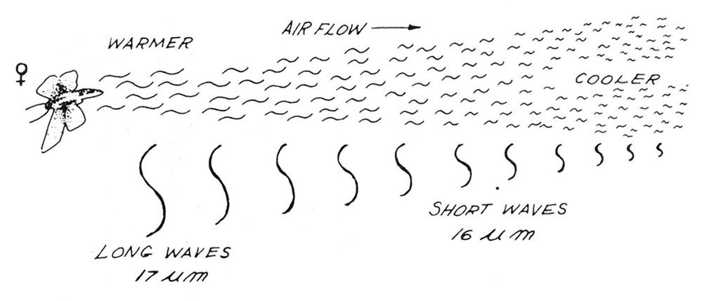Schematic of Pheromone Wave Emission