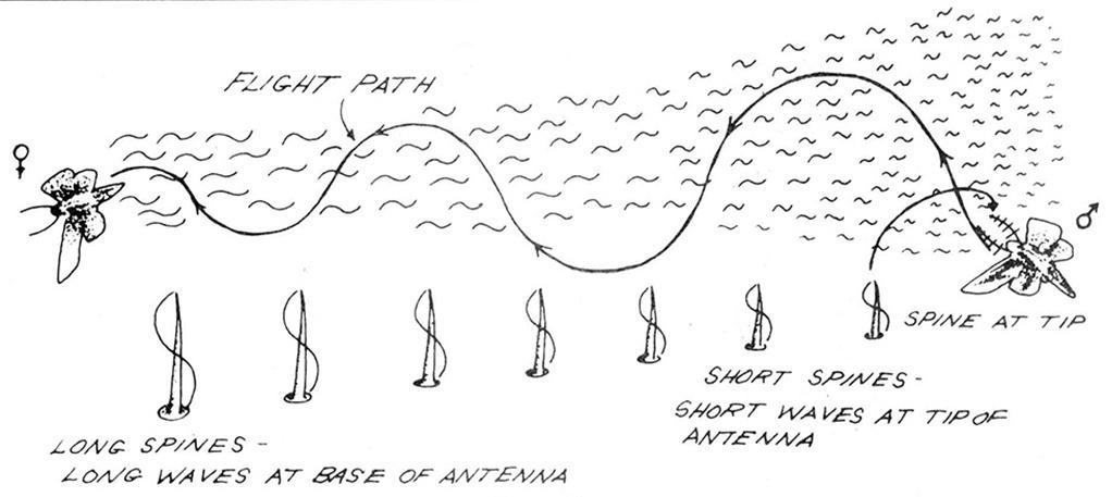 Schematic of Male Insect 'Radio Range'