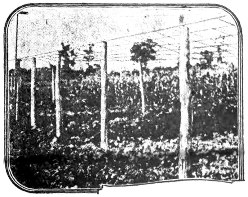 The Electrical Farm