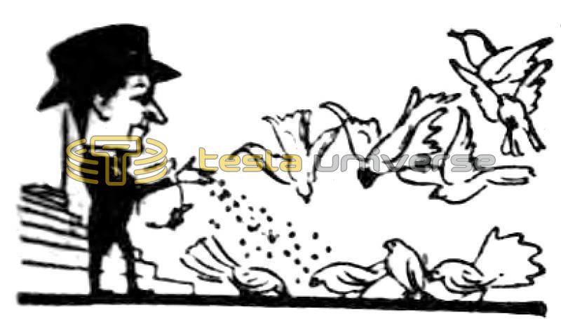 Illustration of Nikola Tesla Feeding Pigeons