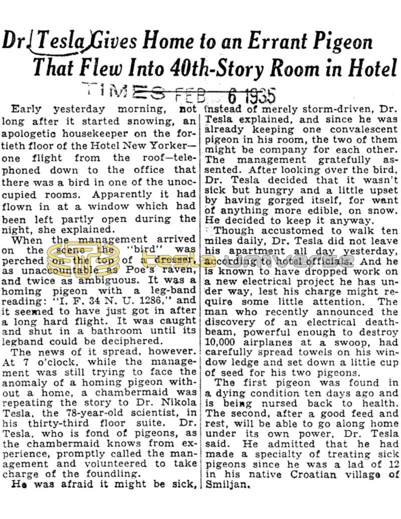 Preview of Dr. Tesla Gives Home to an Errant Pigeon That Flew Into 40th-Story Room in Hotel article