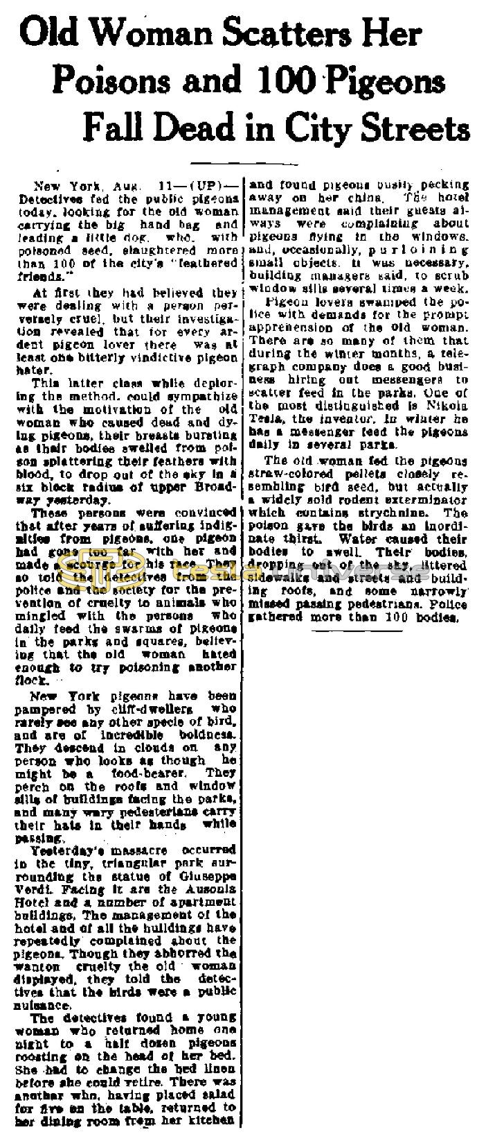Preview of Old Woman Scatters Her Poisons and 100 Pigeons Fall Dead in City Streets article
