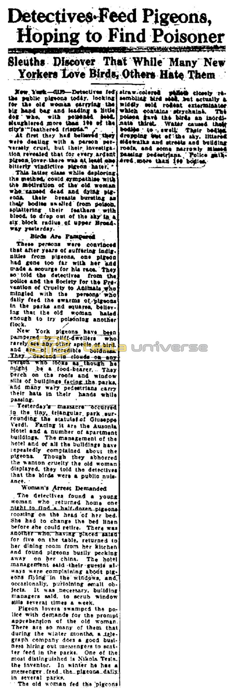 Preview of Detectives Feed Pigeons, Hoping to Find Poisoner article