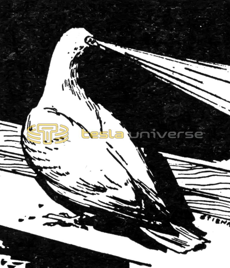 Illustration of Tesla's Pigeon