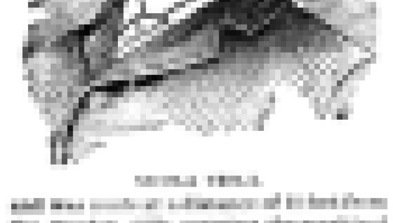 Preview of Wonders of the X-Ray (reprint 2) article