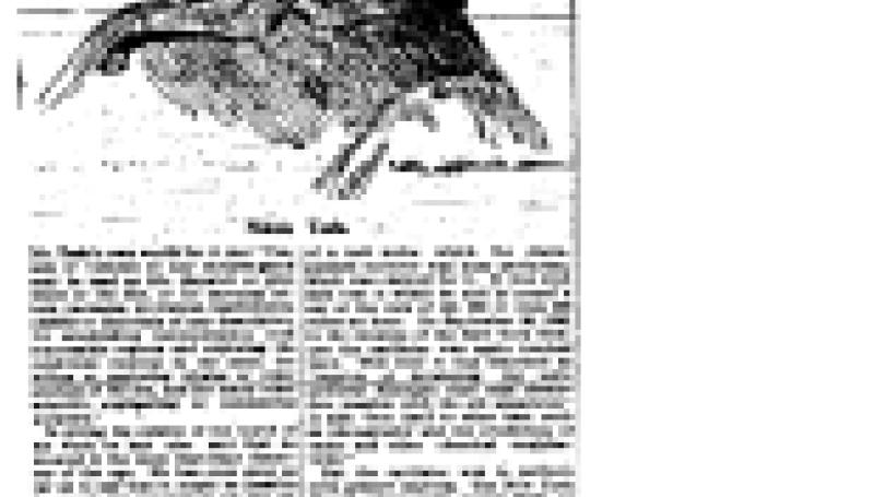 Preview of Tesla's Many Promised Wonders article