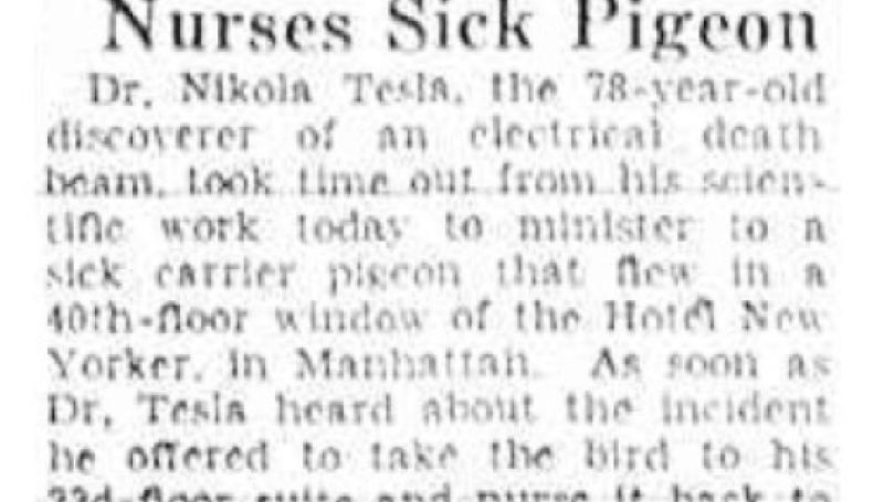 Preview of Death Ray Inventor Nurses Sick Pigeon article