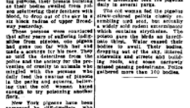 Preview of Old Woman Scatters Her Poisons and 100 Pigeons Fall Dead in City Streets article