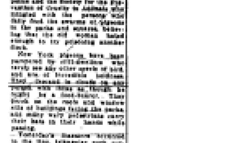 Preview of Detectives Feed Pigeons, Hoping to Find Poisoner article