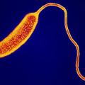 Vibrio cholerae bacterium